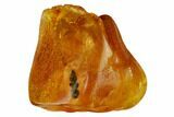 Detailed Fossil Thuja Twig (Pinales) In Baltic Amber #166221-1